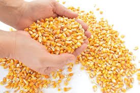 Corn