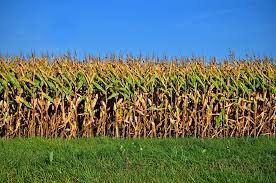 Corn