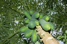 papayas